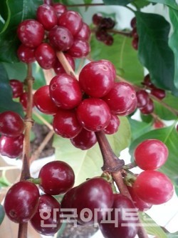 파푸아뉴기니의 커피 열매. 이 안에 든 씨앗의 껍질을 벗기고 말린 생두를 볶아 분쇄한 가루에서 추출한 음료가 커피다.
