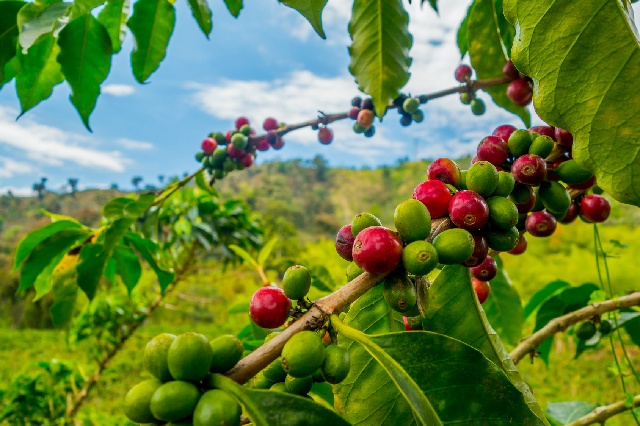 브라질 커피 열매