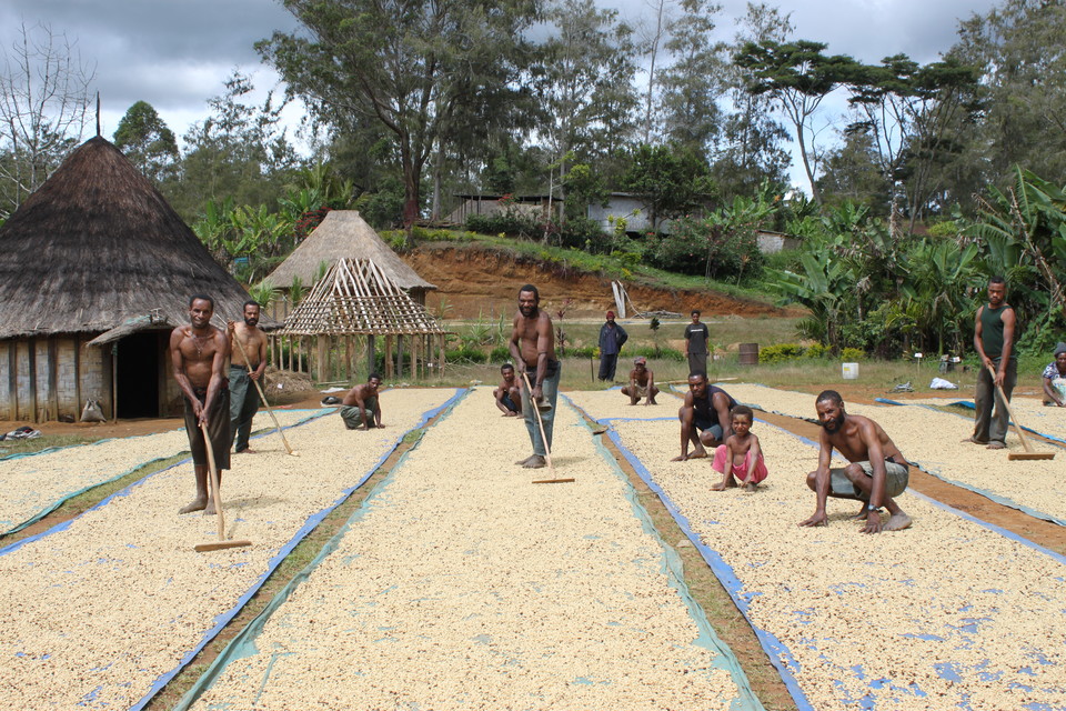 파푸아뉴기니 원주민들이 세척 후 숙성시킨 파치먼트를 말리고 있다.