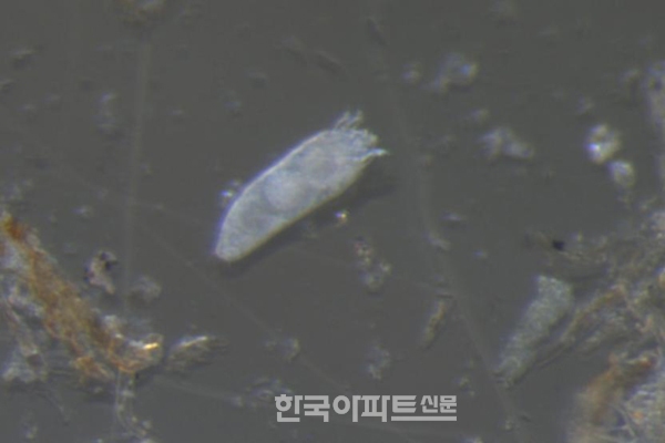 봄철 병해충 관리 4 - 혹을 만드는 해충 ④