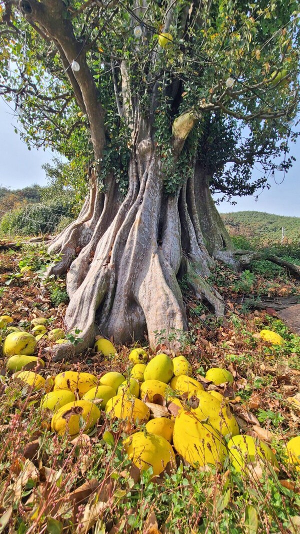 경남 창녕군 남지읍 소재 모과나무/이정래 제공)