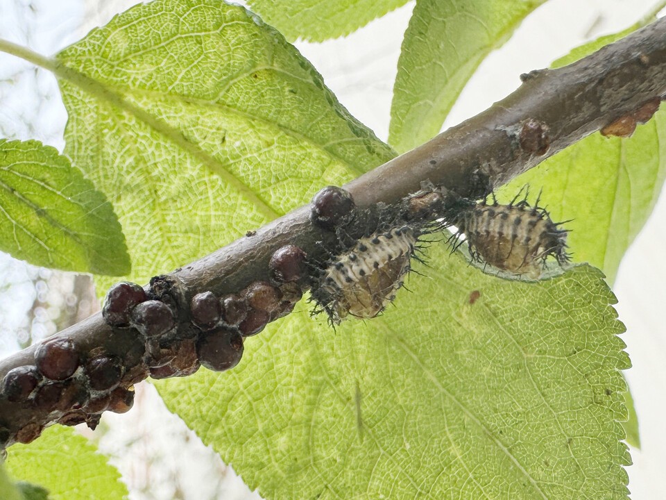 공깍지벌레와 홍점박이무당벌레