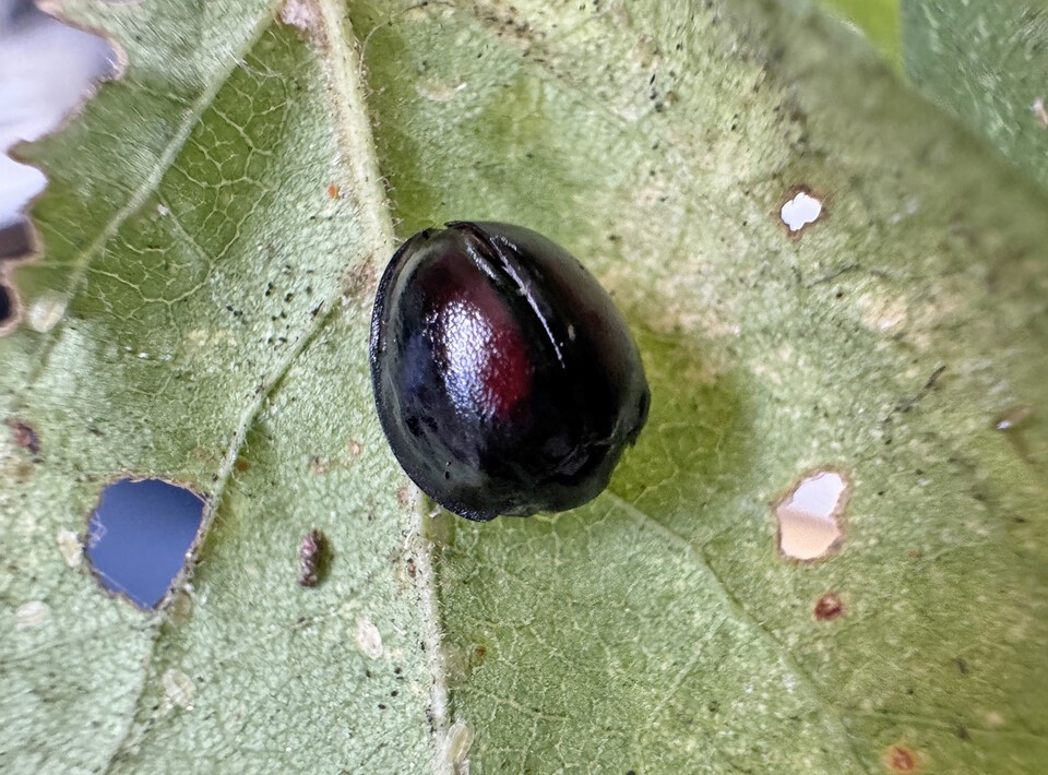 홍점박이무당벌레 성충