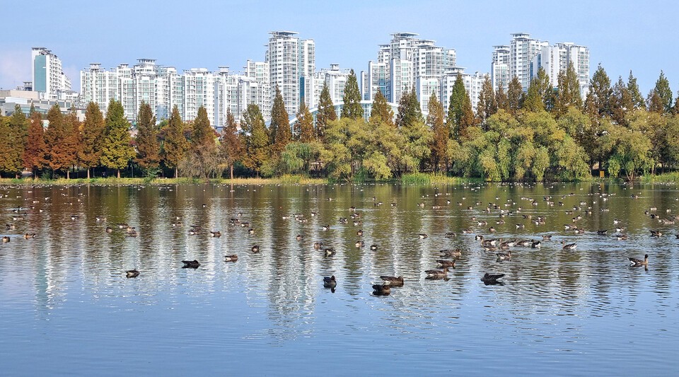 10월부터 겨울 철새 큰기러기가 찾아온 도심의 일월저수지