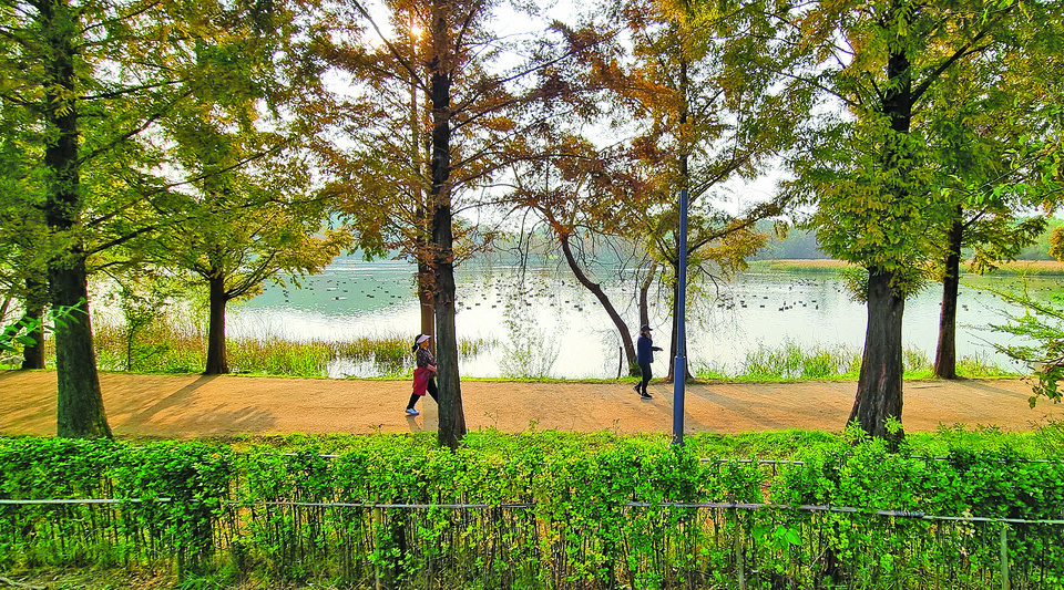 일월수목원에서 바라보는 메타세쿼이아 숲길과 일월저수지