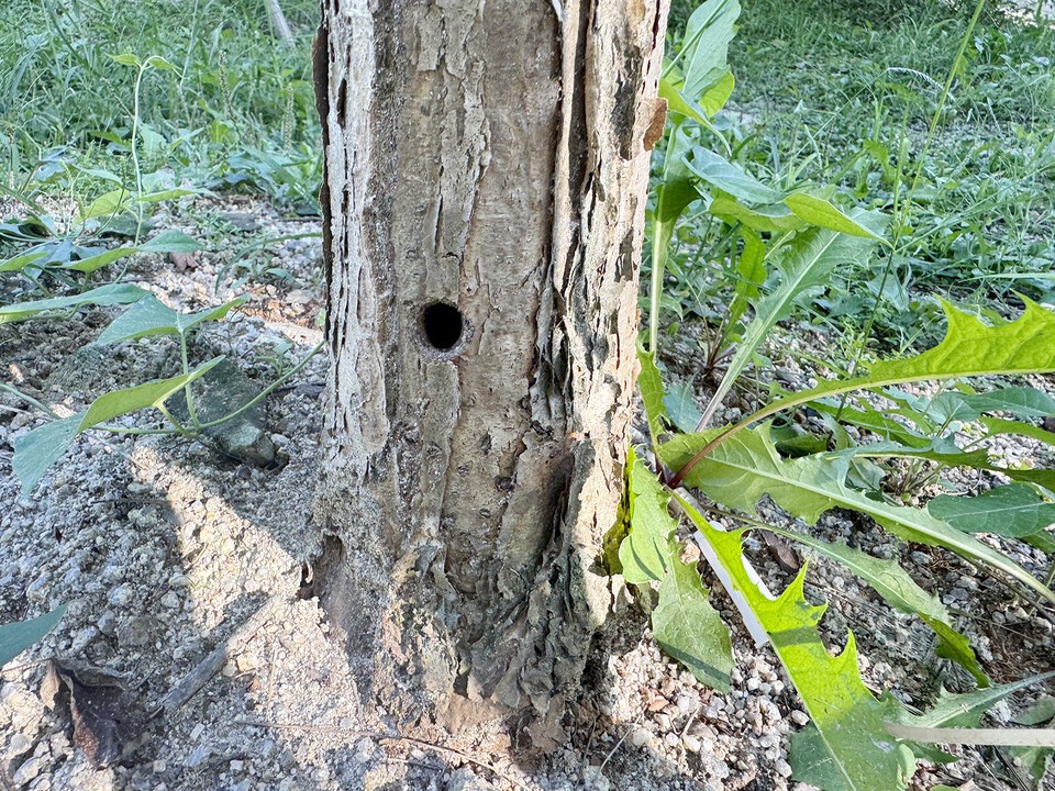 알락하늘소 탈출공