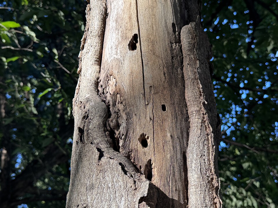 조류에 의한 구멍