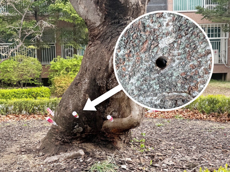 나무주사로 인한 구멍